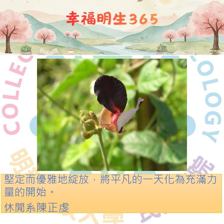 365作品-陳正虔114.11.21